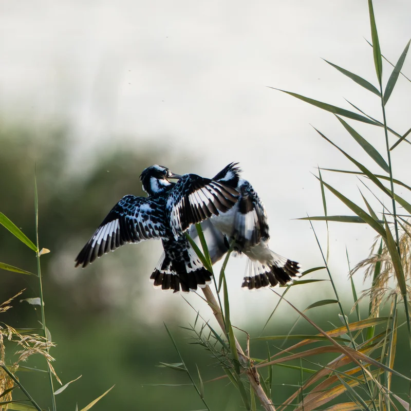 Kingfishers in Egypt