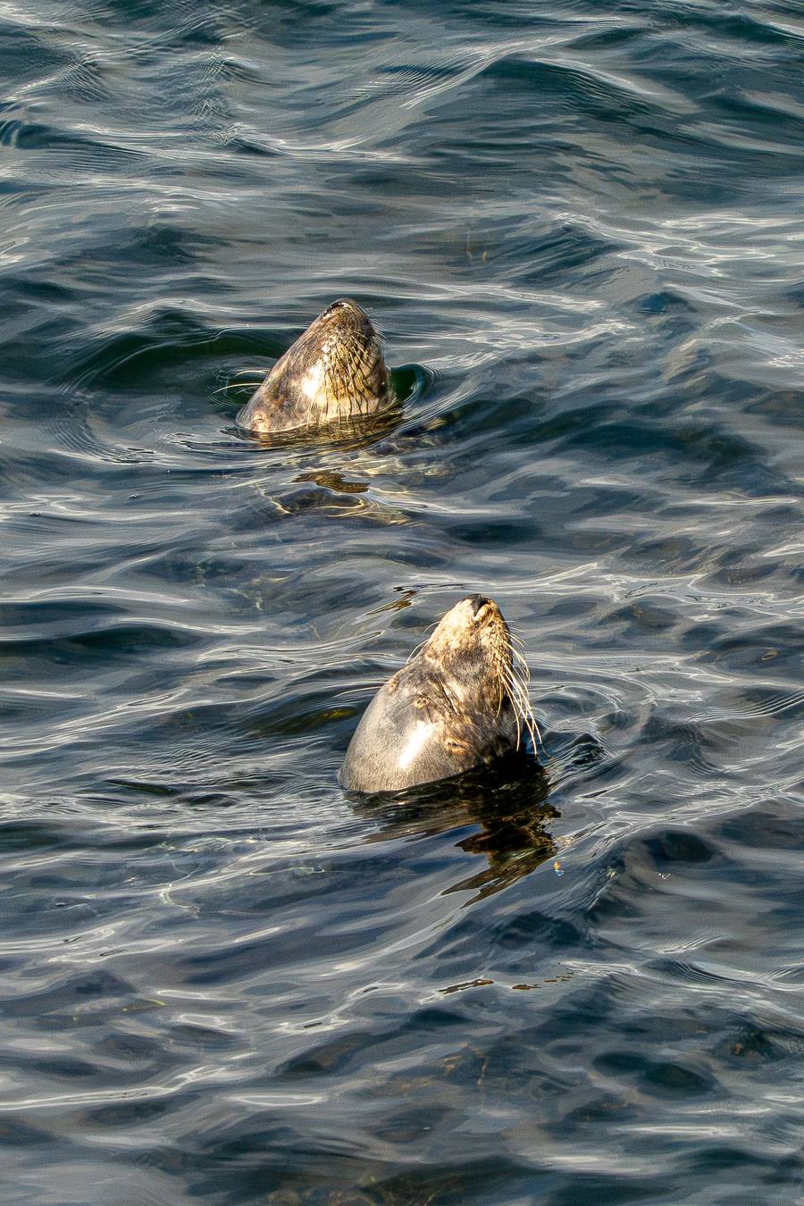 Seals